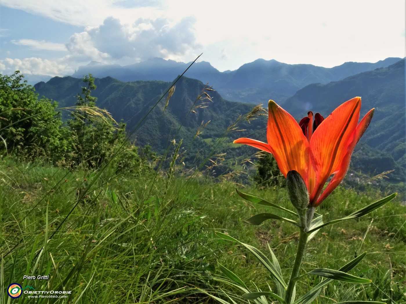 22 Splendido esemplare di Lilium bulbiferum (Giglio rosso- di S. Antonio) con vista sul Pizzo di Spino e i monti della Val Serina.JPG